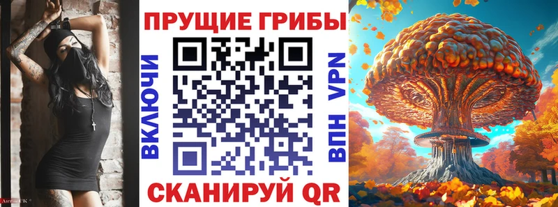 где купить наркоту  Новоузенск  Псилоцибиновые грибы Psilocybine cubensis 